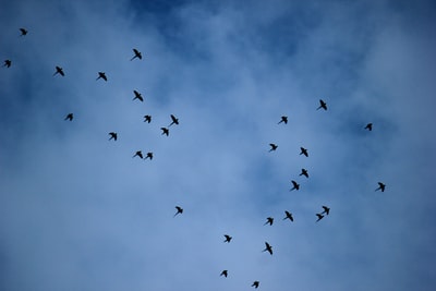 Under the blue sky flying birds during the day
